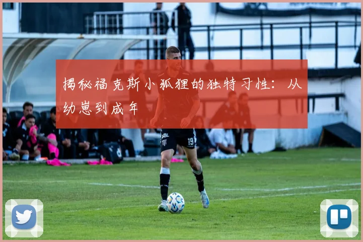 揭秘福克斯小狐狸的独特习性:从幼崽到成年